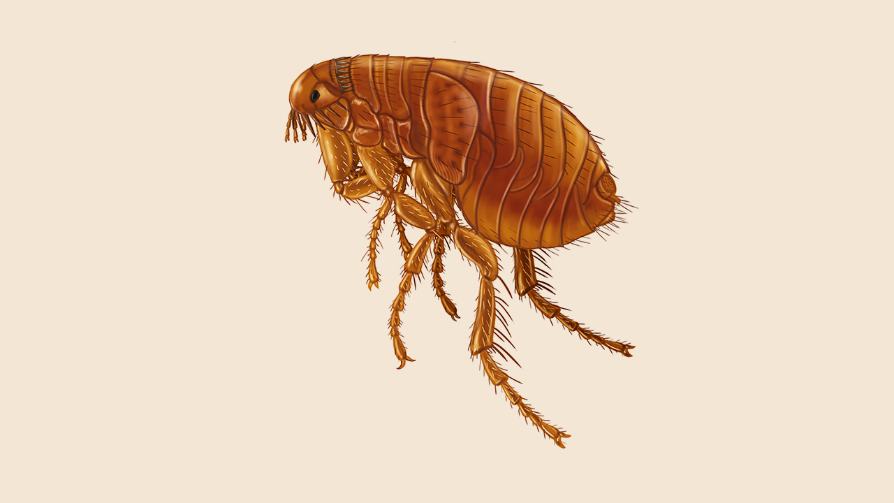 How to Create a Flea Prevention Plan