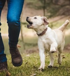 From Puppies to Proficiency The Journey of a Dog Trainer