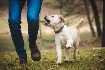 From Puppies to Proficiency The Journey of a Dog Trainer