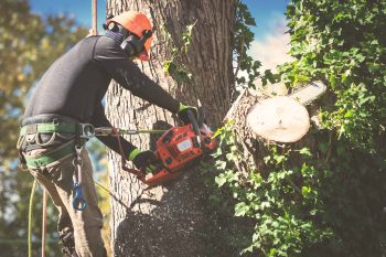 Tree Service Technology in 2025: Drones, Smart Tools & the Future of Arbor Care in NJ